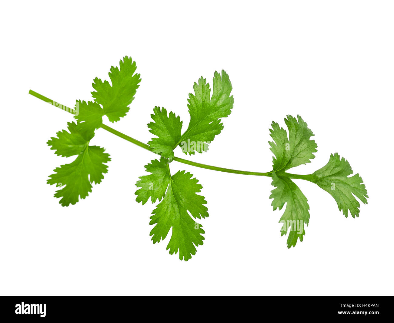 Bouquet de coriandre frais isolé sur fond blanc Banque D'Images