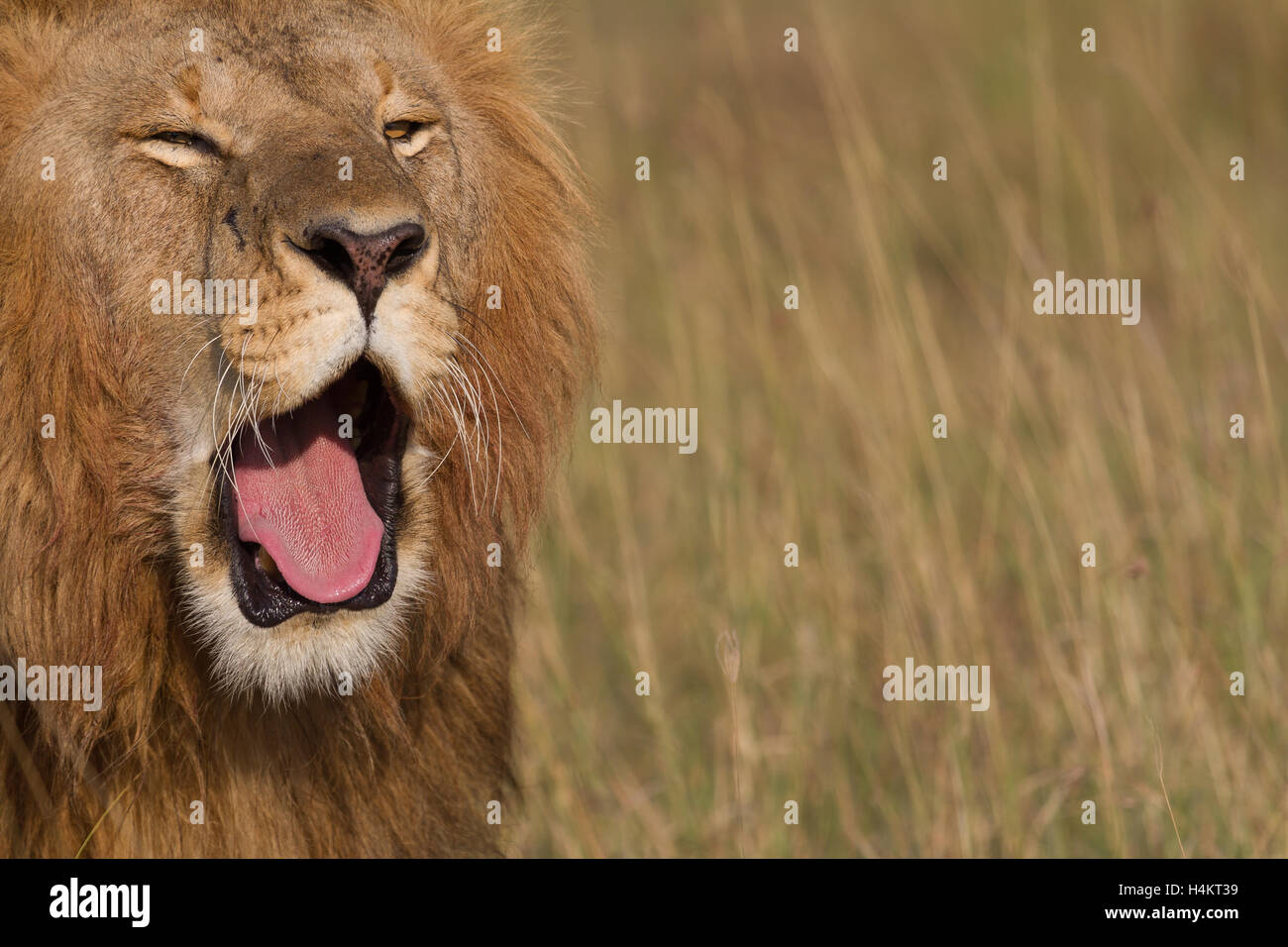 Lion rugissant, Kenya Banque D'Images