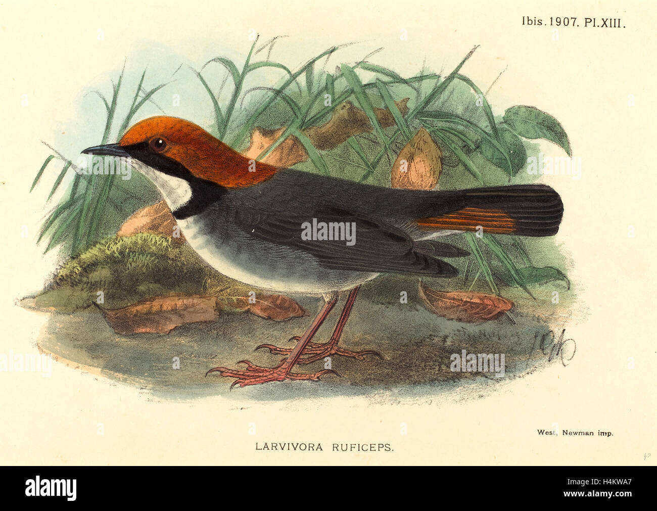 La 19e siècle, l'oiseau (Larvivora Ruficeps), lithographie coloriée au Banque D'Images