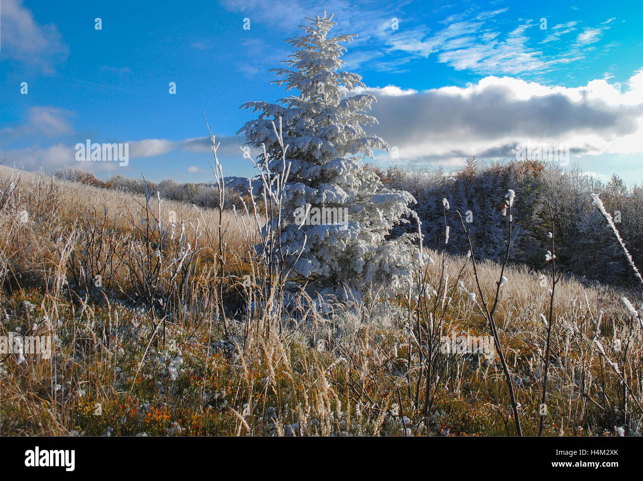 Beaux arbres gelés à l'automne Banque D'Images