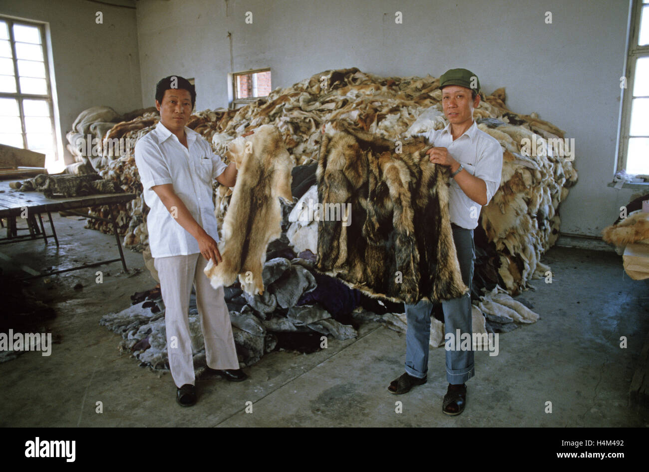 Proprietaire De L Usine De Harbin Manteau De Fourrure Qui Fait De Fourrure De Chat Et De Chien En Face De Peaux De Chat Et De Chien Province De Heilongjiang Chine Photo Stock