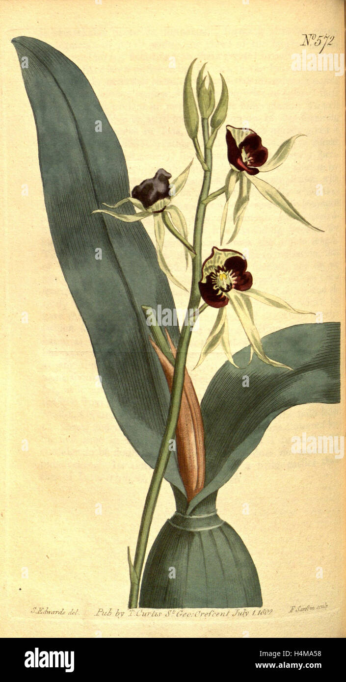 Sydenham Teast botanique imprimer par Edwards 1768 - 1819, Sydenham Edwards était une histoire naturelle de l'Illustrator, britannique, UK Banque D'Images