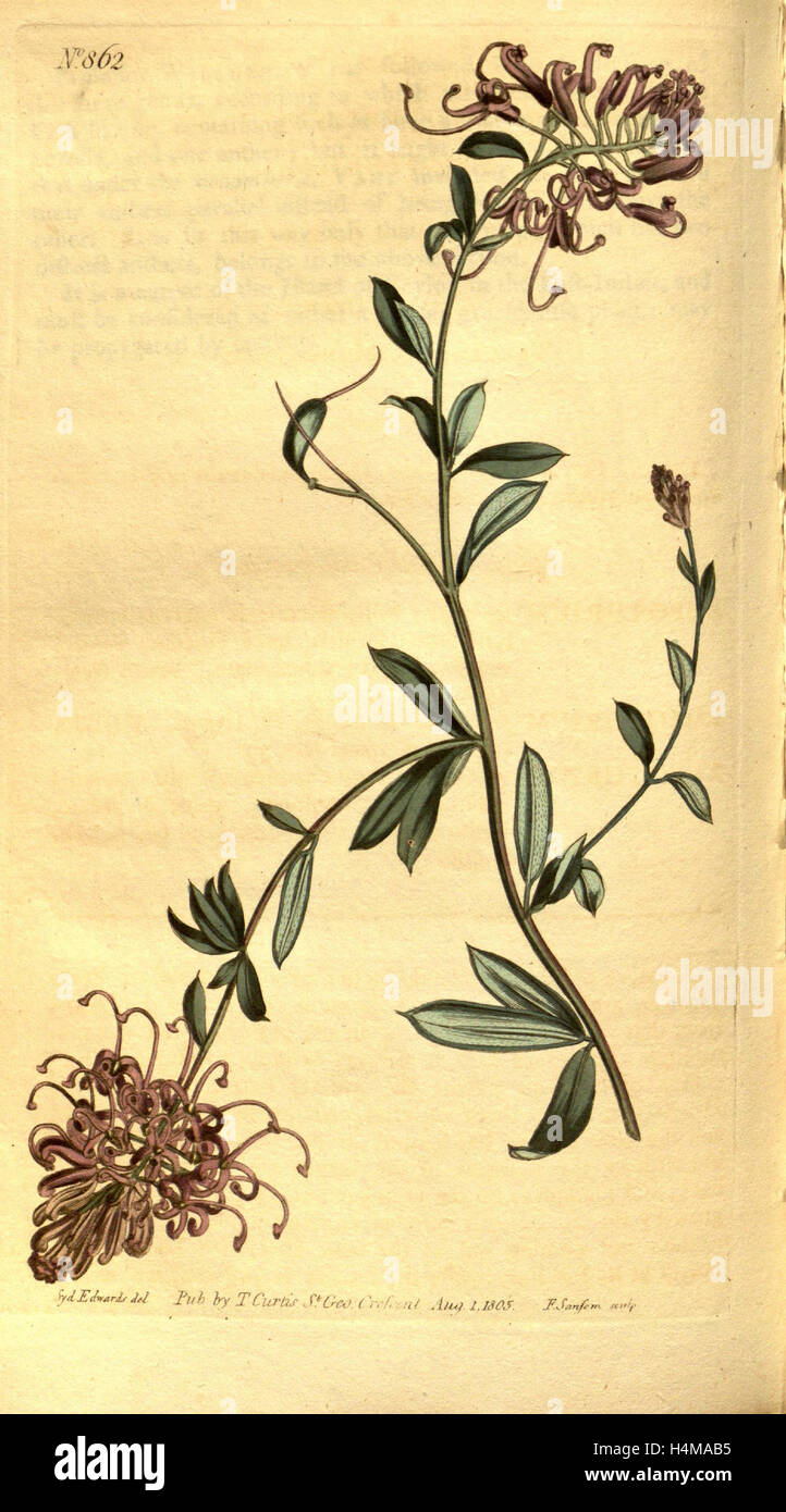 Sydenham Teast botanique imprimer par Edwards 1768 - 1819, Sydenham Edwards était une histoire naturelle de l'Illustrator, britannique, UK Banque D'Images