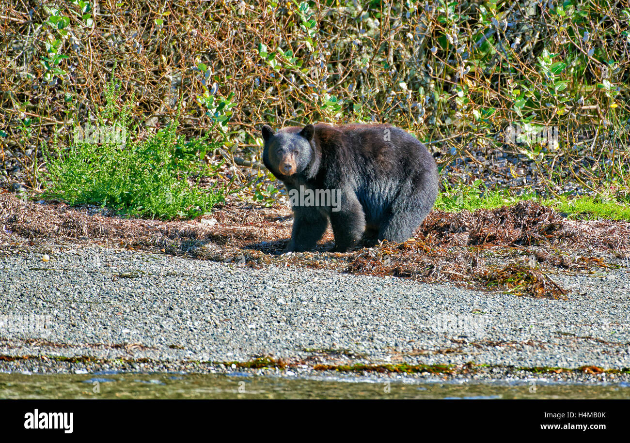 Ours noir (Ursus americanus), Ucluelet, Réserve de parc national Pacific Rim, l'île de Vancouver, Colombie-Britannique, Canada Banque D'Images