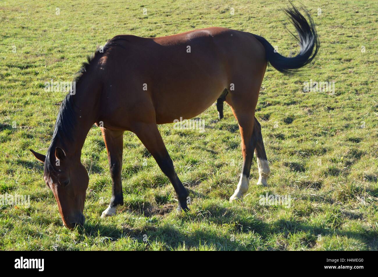 Couleur marron cheval de l'herbe de pâturage dans un champs. Banque D'Images