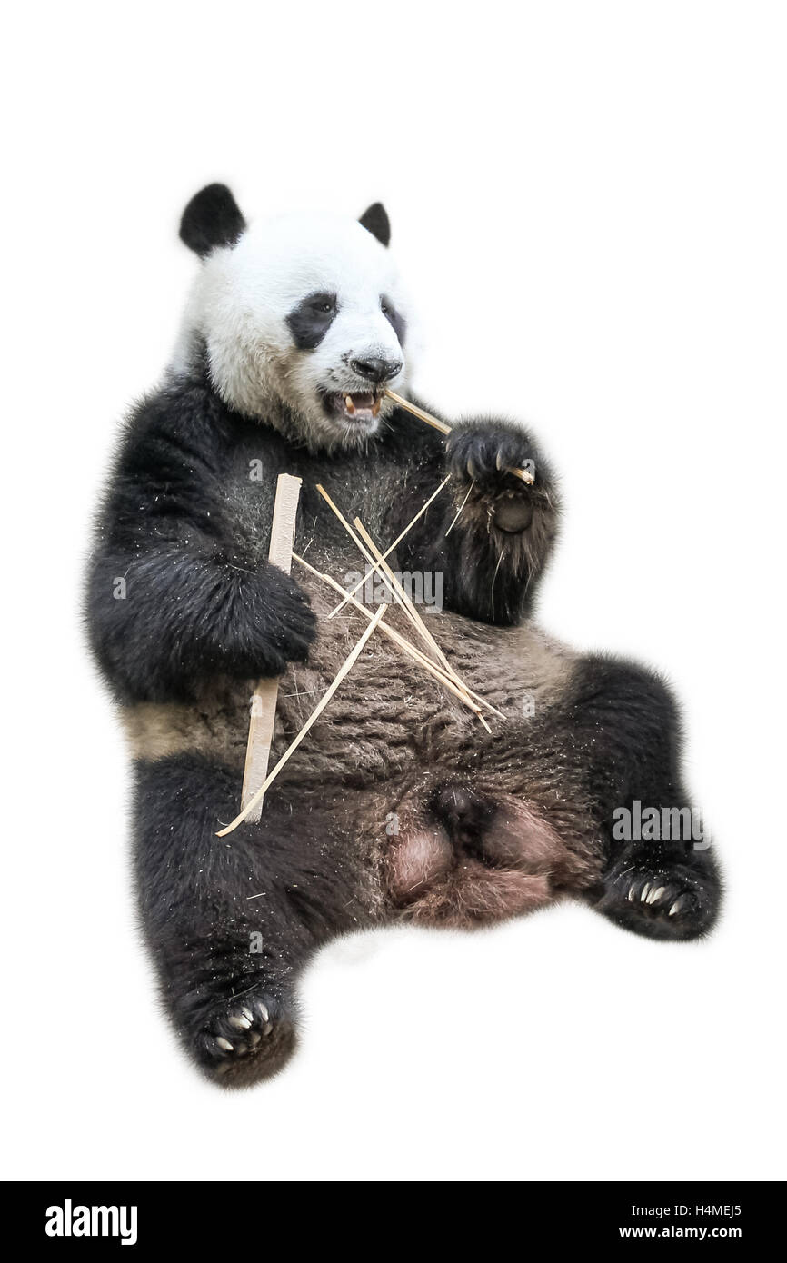 Grand Panda eating Banque D'Images