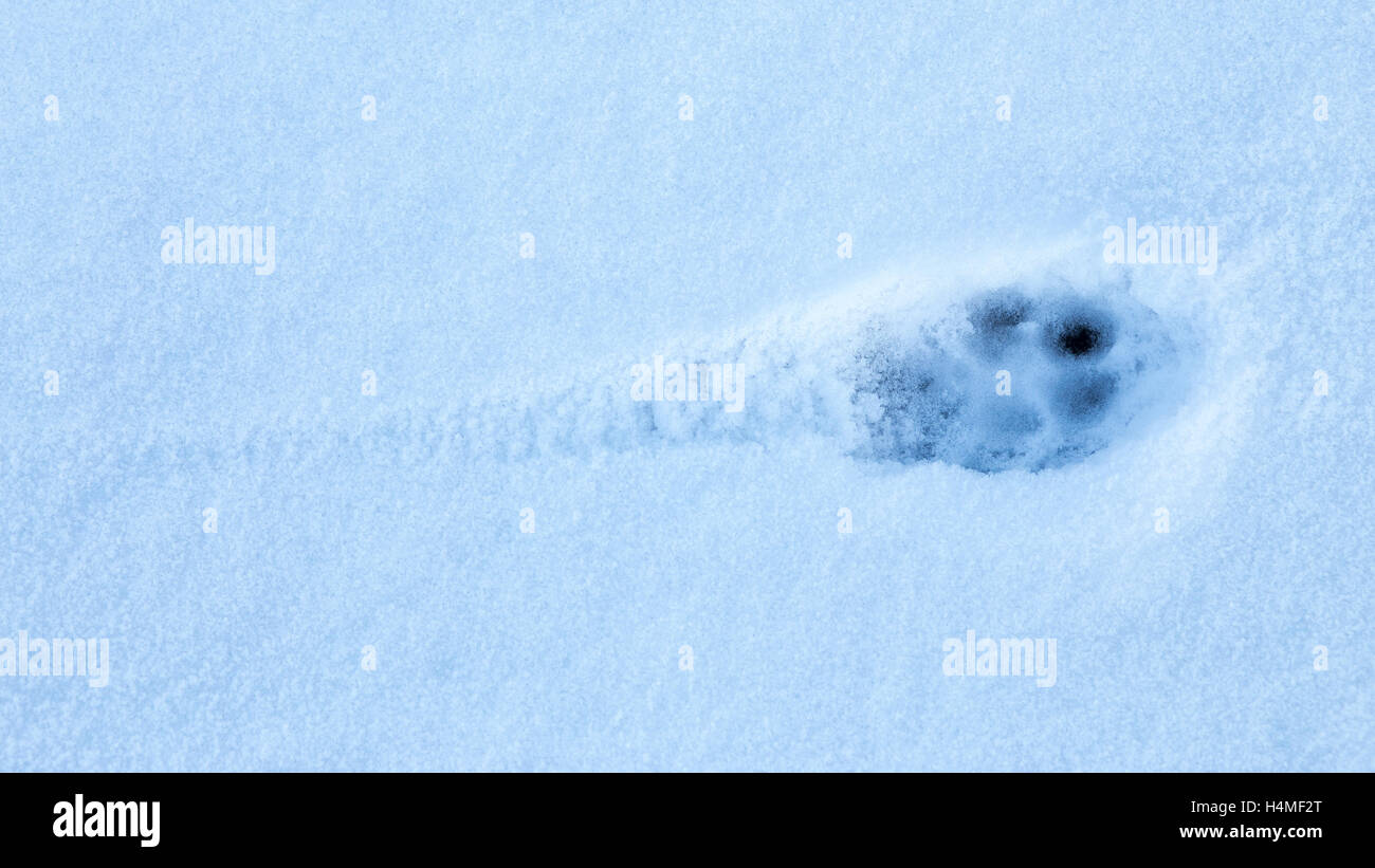 Cat unique ou empreinte de renard dans la neige Banque D'Images