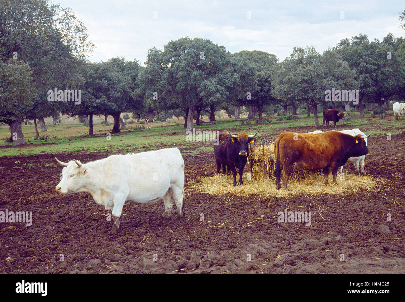 Vaches dans un pré. Province de Salamanque, Castille Leon, Espagne. Banque D'Images