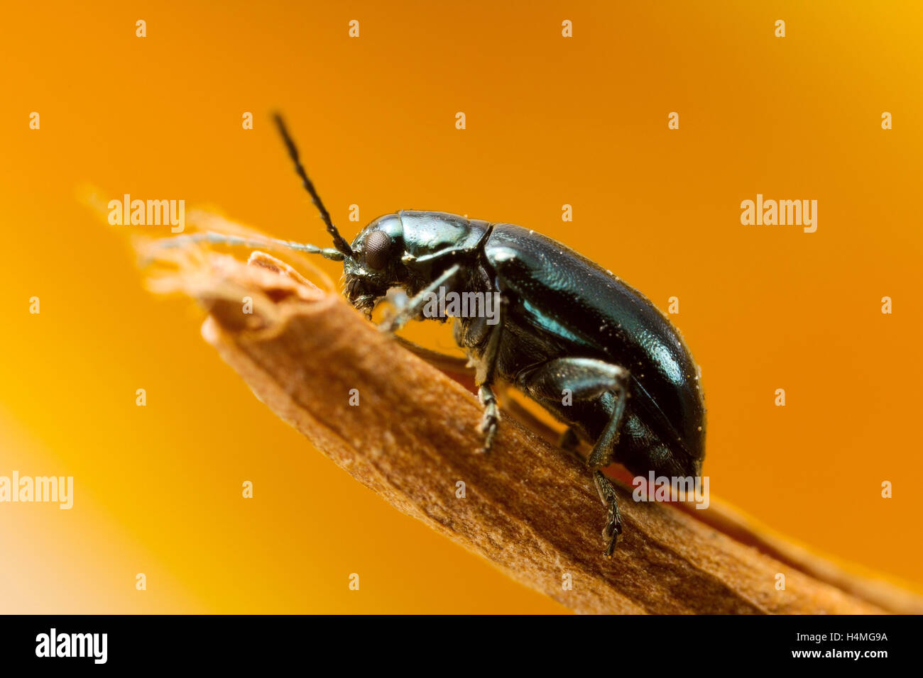 L'altise vert : ils sont appelés les altises parce qu'en cas de danger, ils sautent comme des puces. Macro photo à environ 2,5 fois plus. Banque D'Images