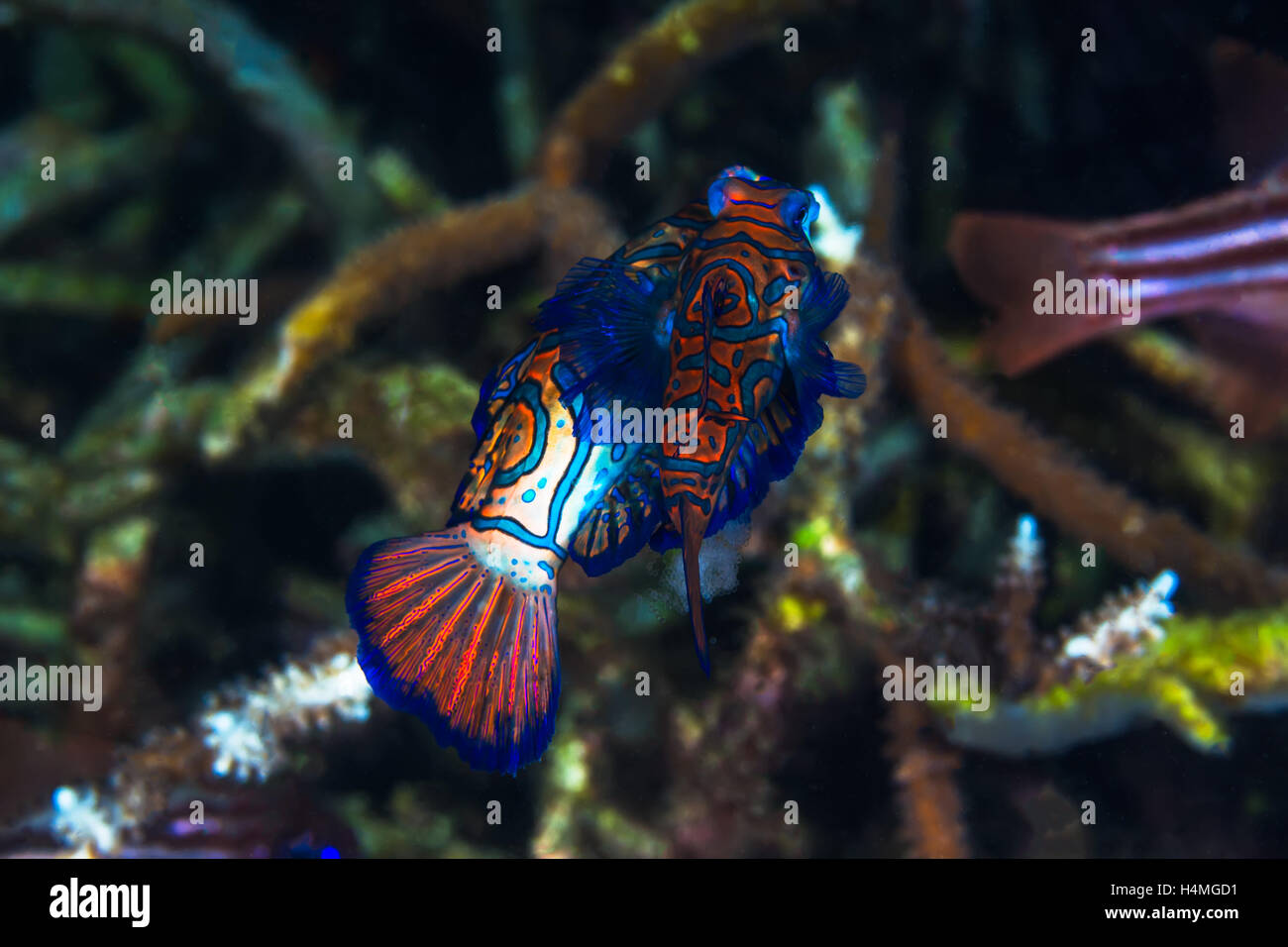 Photo sous-marine de l'accouplement des poissons Madarin Banque D'Images