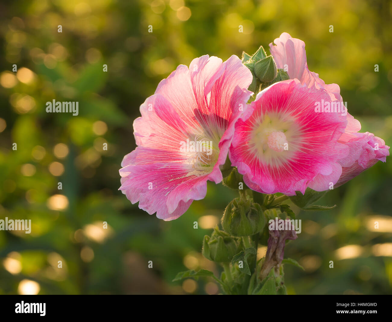 Fleur rose dans la lumière du soir Biennale Banque D'Images