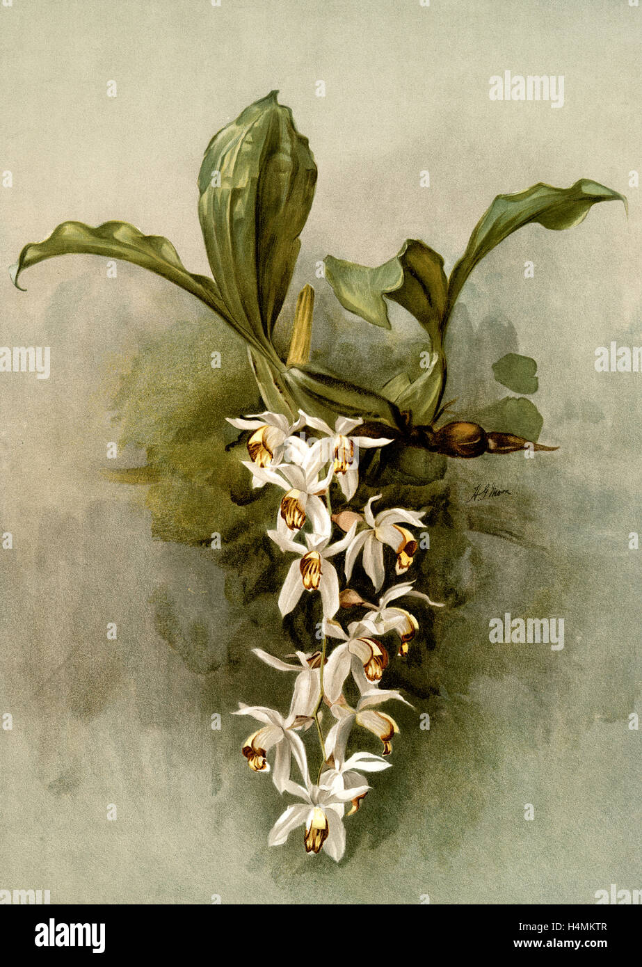 Coelogyne swaniana, Sander, F. (Frédéric), 1847-1920, Mansell, Joseph, lithographe, lune, H. G Banque D'Images