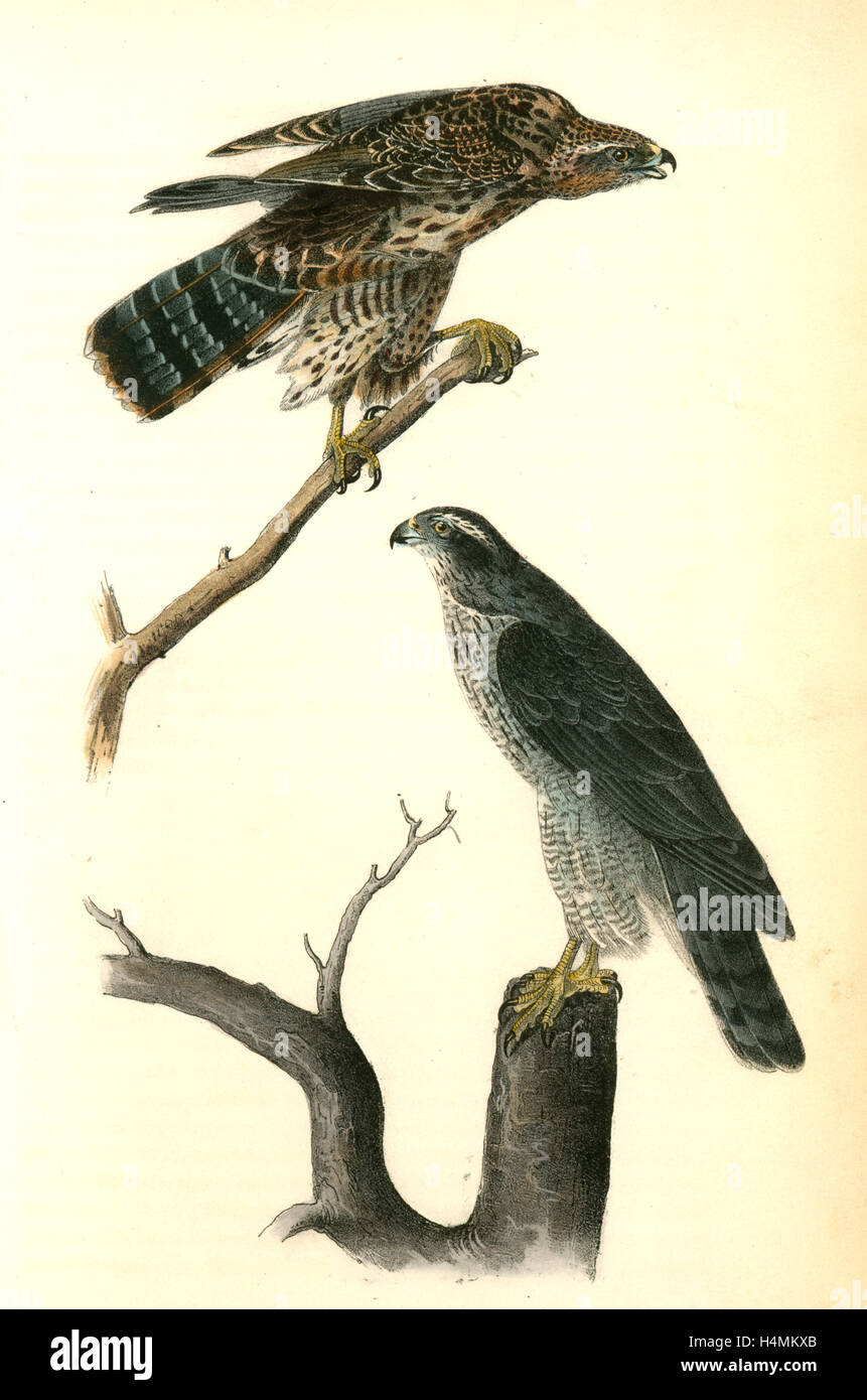 Autour des palombes., Audubon, John James, 1785-1851 Banque D'Images