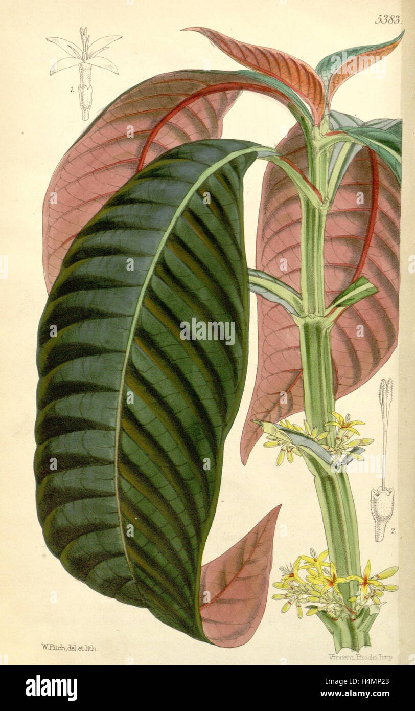 Imprimer botanique par Walter Hood Fitch 1817 - 1892, l'illustrateur botanique et l'artiste, né à Glasgow, Écosse, Royaume-Uni Banque D'Images