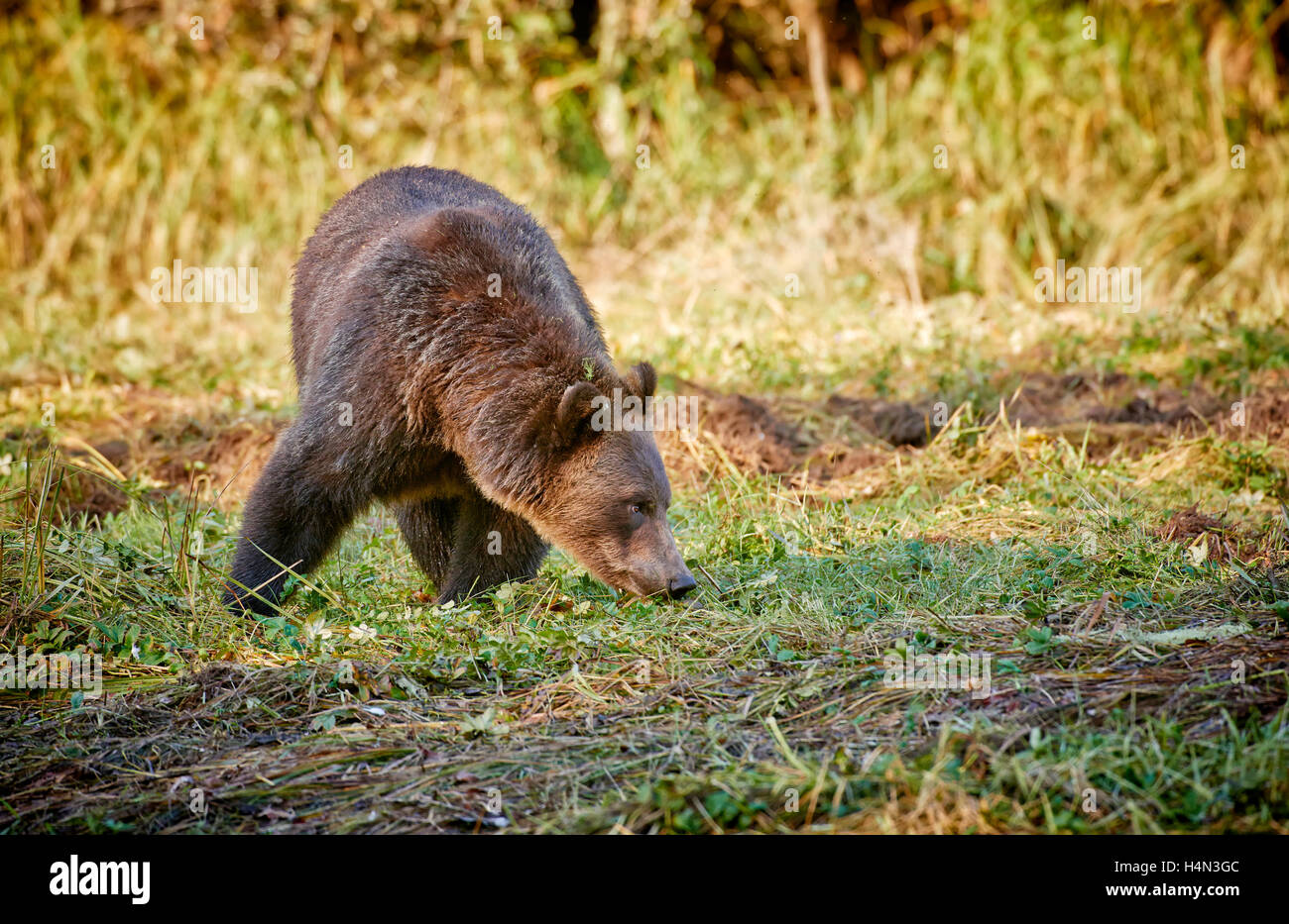 Ours brun, Ursus arctos horribilis, Great Bear Rainforest, Knight Inlet, le détroit de Johnstone, British Columbia, Canada Banque D'Images