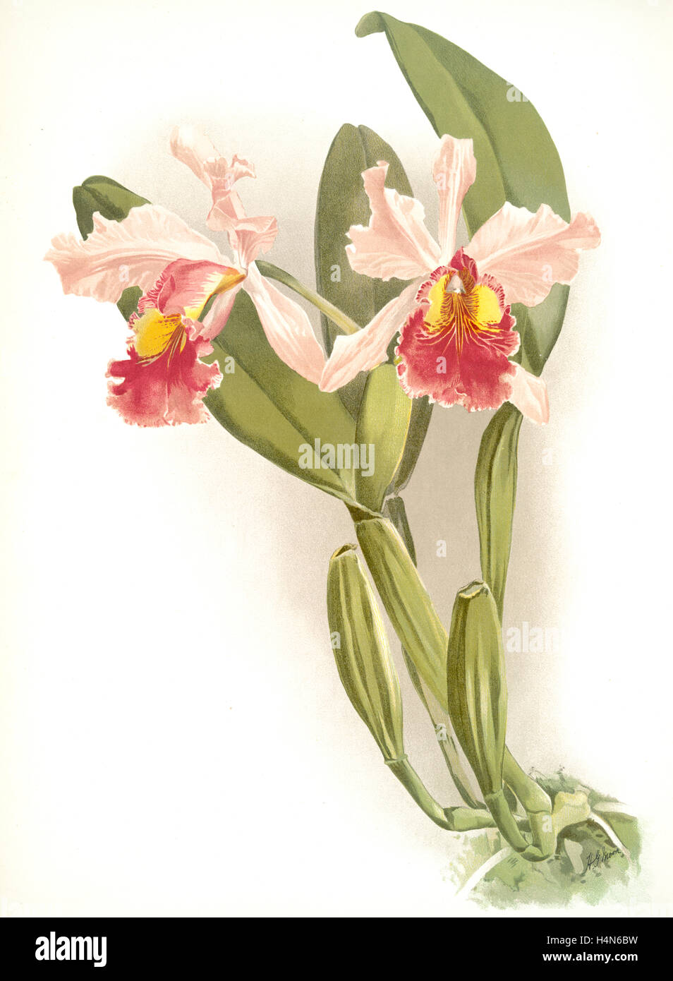 Cattleya warscewiczii, Sander, F. (Frédéric), 1847-1920, Mansell, Joseph, lithographe, lune, H. G Banque D'Images