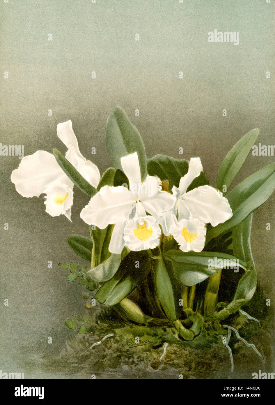 Cattleya trianae alba, Sander, F. (Frédéric), 1847-1920, l'auteur, la Lune, H. G, artiste, Leutzsch, Gustav, lithographe Banque D'Images