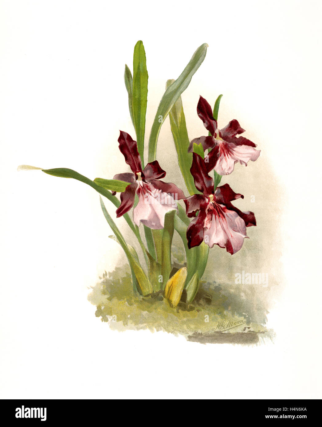Miltonia moreliana, Sander, F. (Frédéric), 1847-1920, de Leutzsch, Gustav, lithographe, lune, H. G, artiste Banque D'Images Miltonia moreliana, Sander, F. (Frédéric), 1847-1920, de Leutzsch, Gustav, lithographe, lune, H. G, artiste Banque D'Images
