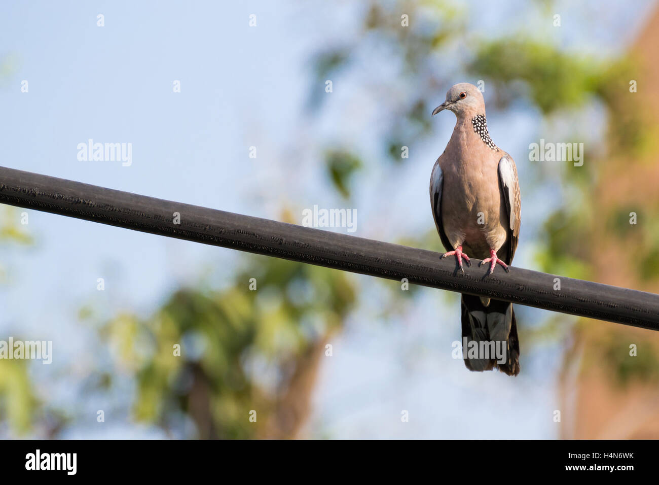 Tourterelle tacheté tourné à Bangkok, Thaïlande. Banque D'Images