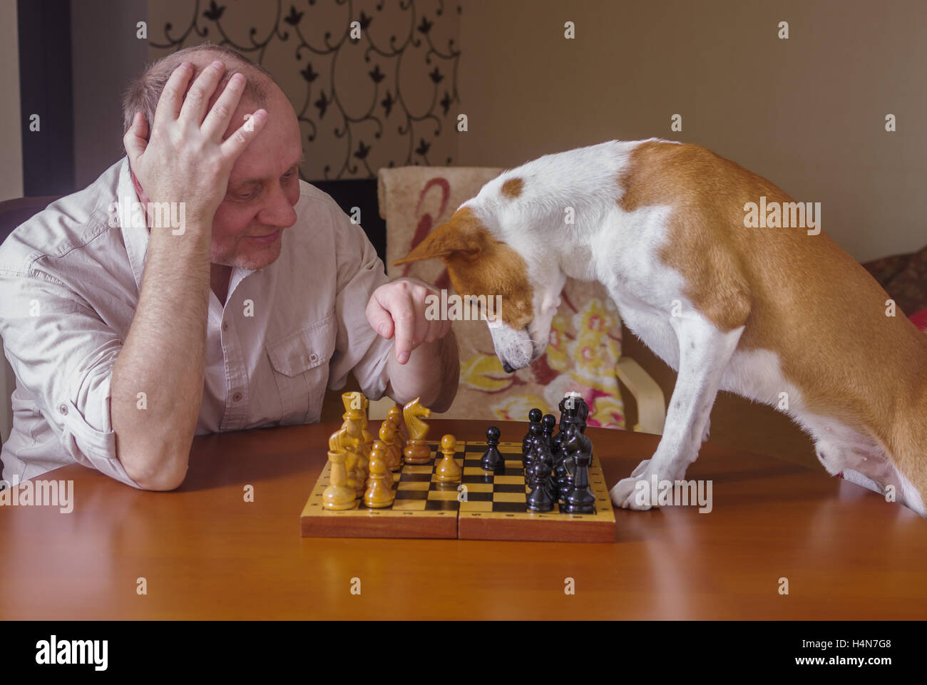 Smart chien basenji désespérément de penser à jouer dans un tournoi de la famille d'échecs Banque D'Images
