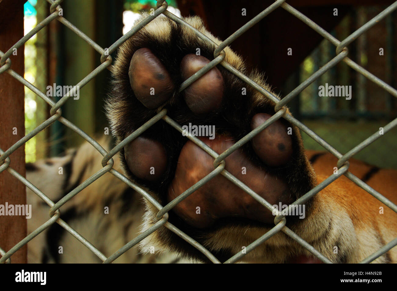 Tiger verrouillé met sa patte marron avec des taches noires contre une clôture dans un acte qui suscite beaucoup de compassion et d'empathie Banque D'Images