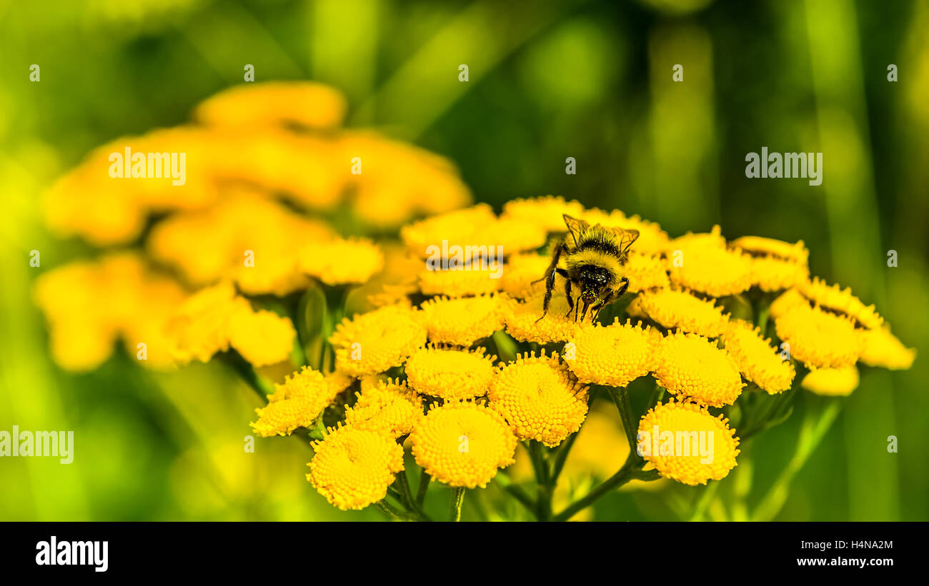 Abeille sur fleur jaune en été pré, selective focus. Très beau paysage de champ Banque D'Images