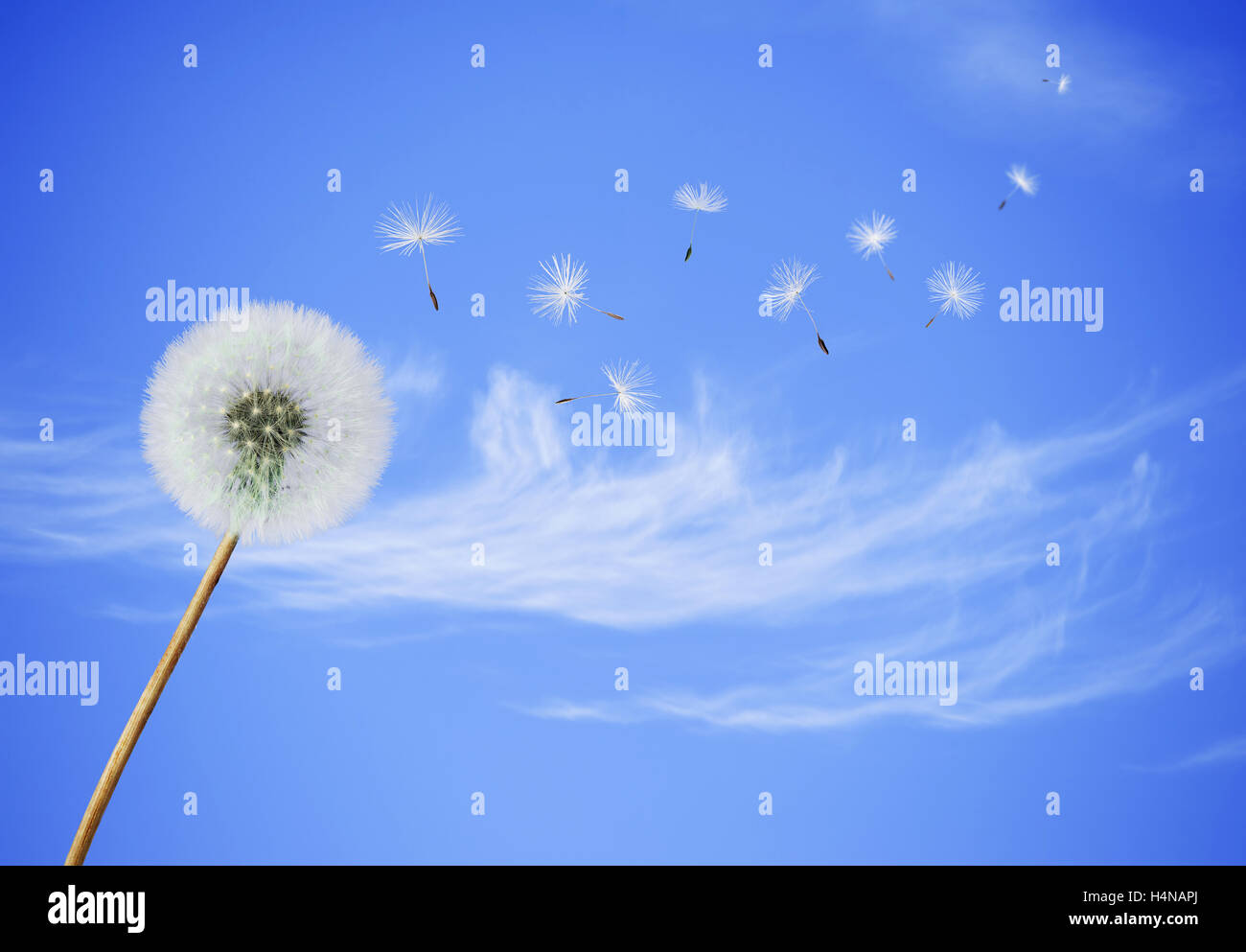 Graines de fleurs de pissenlit moelleux avec souffle loin sur un fond de ciel bleu Banque D'Images