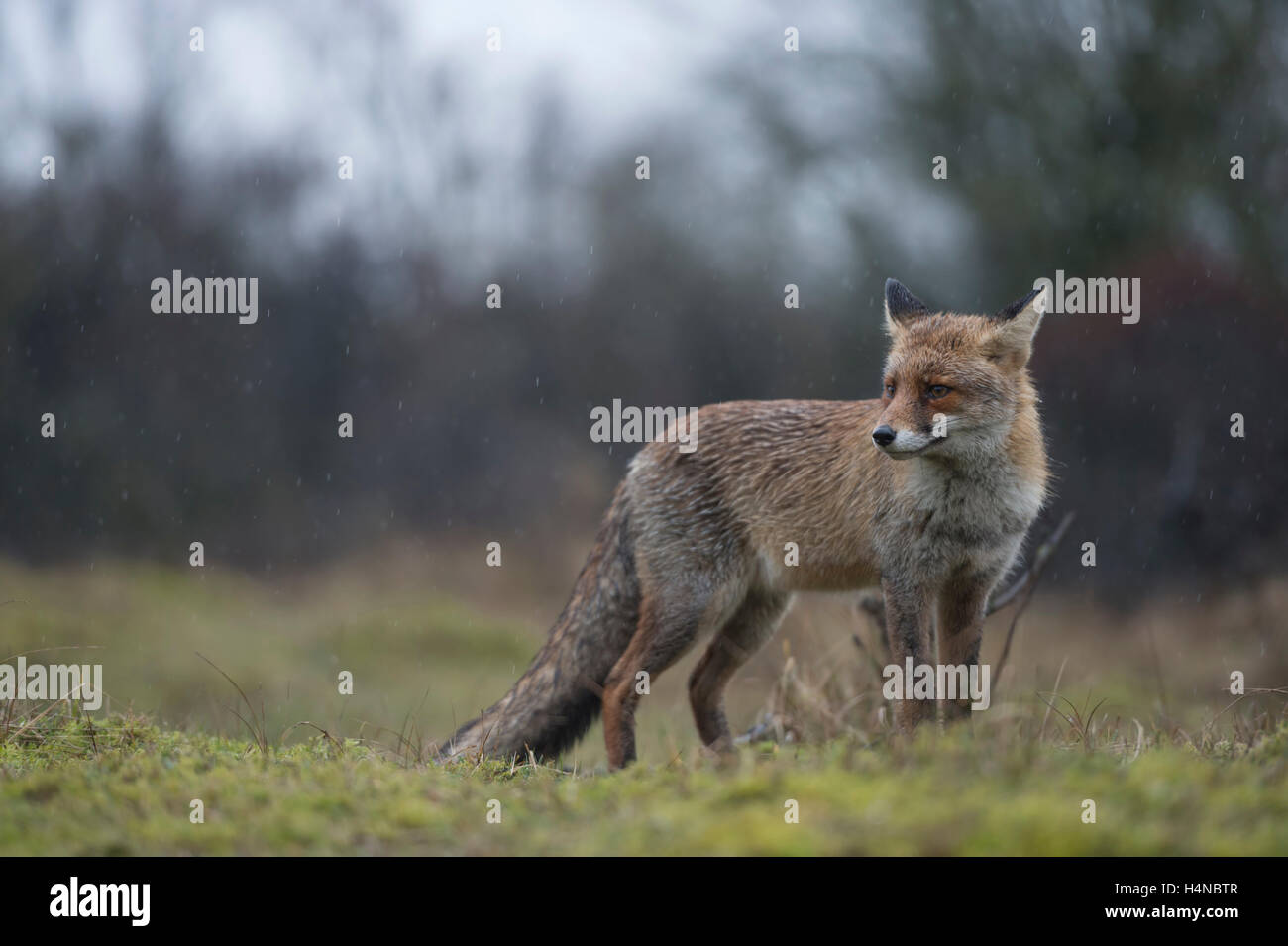 Le Renard roux Vulpes vulpes ( ), sur une clairière au bord d'une forêt, dans la pluie, temps gris, typiquement européens journée d'hiver. Banque D'Images
