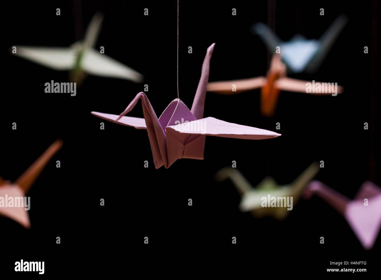 Grue Origami papier couleur sur fond noir Banque D'Images