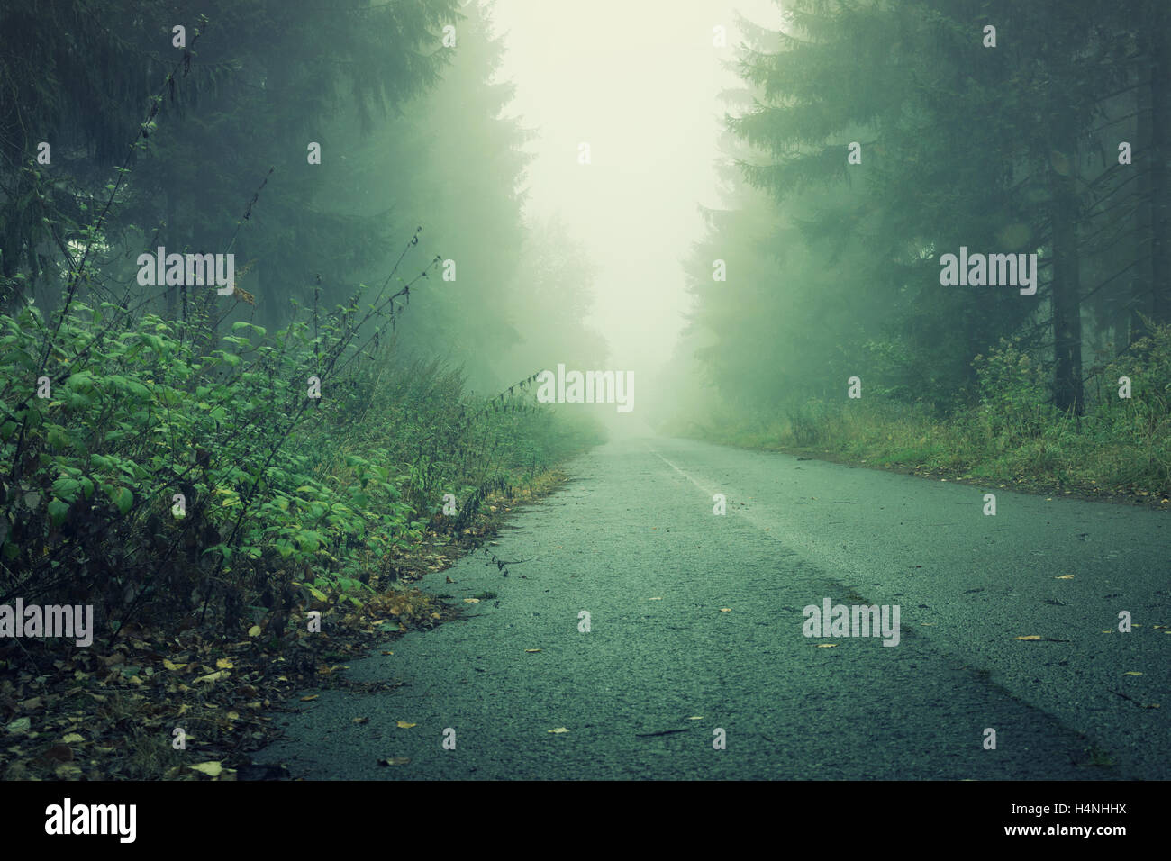 Une rue dans la sombre forêt de brouillard laiteux et les ombres Banque D'Images