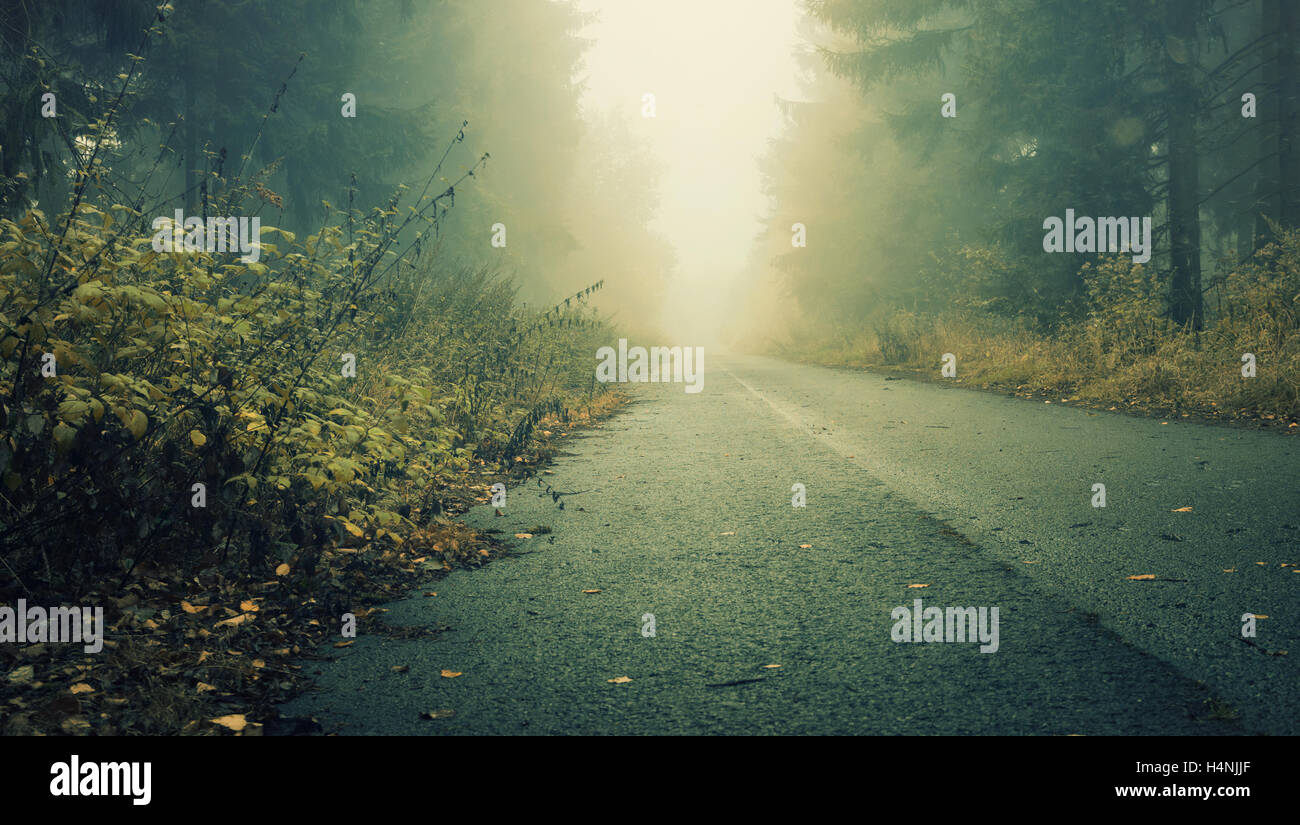 Une rue dans la sombre forêt de brouillard laiteux et les ombres Banque D'Images