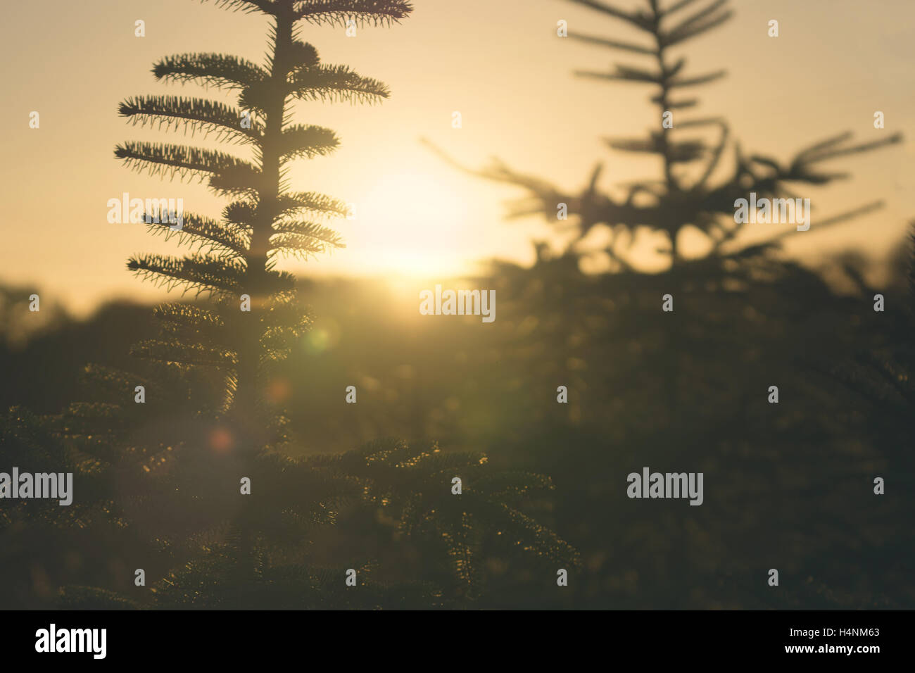 Sapins dans le coucher du soleil - des températures élevées et de bonnes conditions météorologiques sur Noël en décembre Banque D'Images