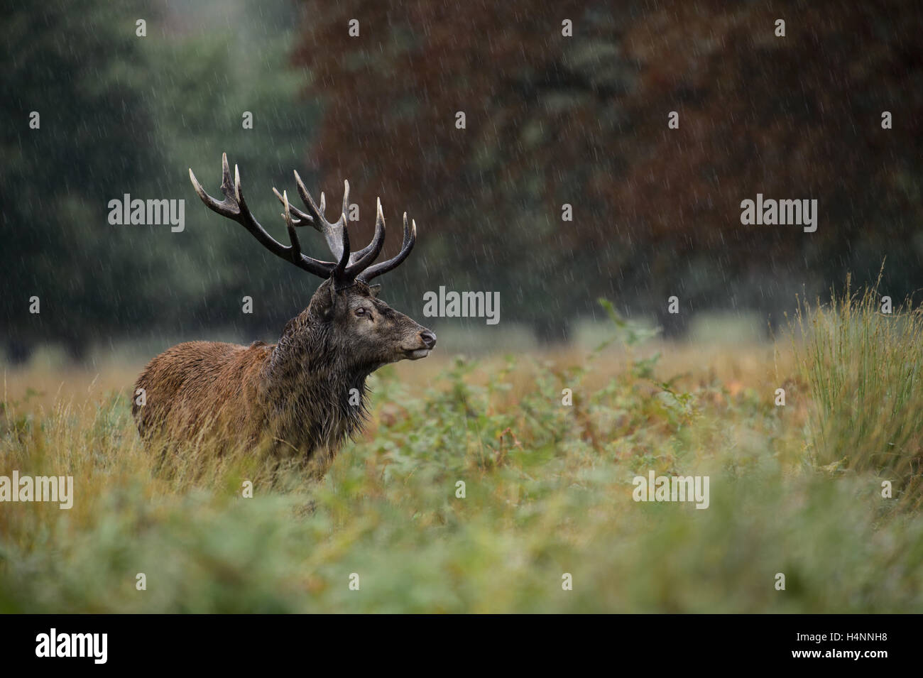 Red Deer stag sous la pluie pendant la saison du rut. Richmond Park, London, UK Banque D'Images