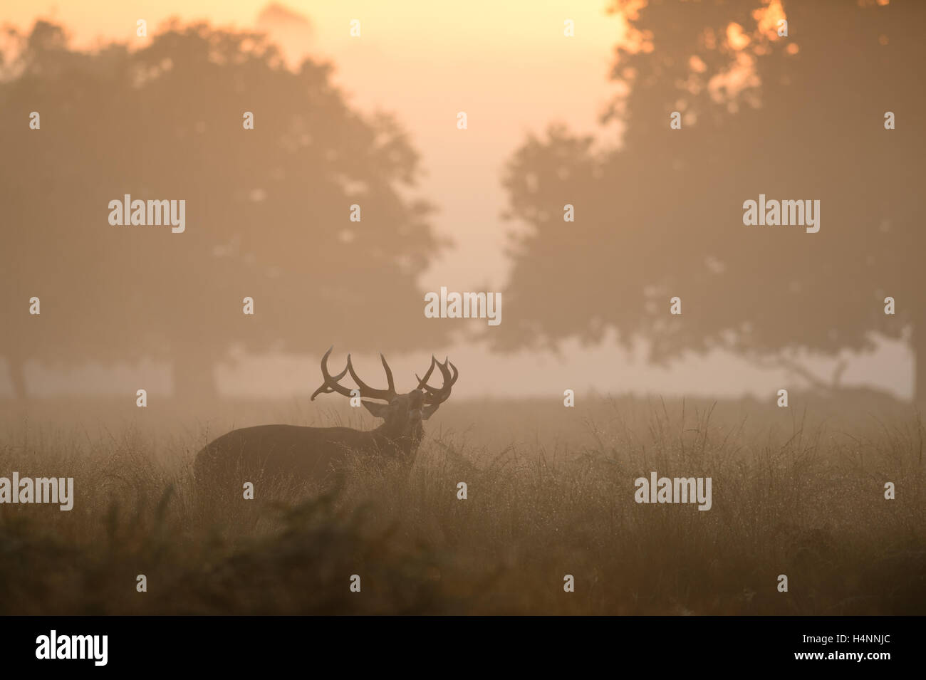 Red Deer stag appelant dans early misty matin au lever du soleil, Richmond Park, Londres, UK. Banque D'Images