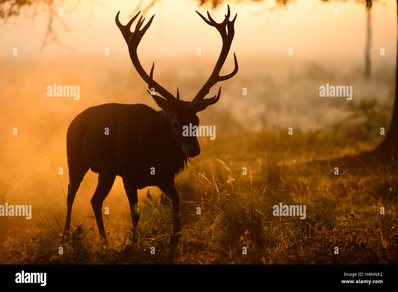 Red Deer stag marche dans la lumière du soleil sur un matin brumeux. Son bois forme une ombre dans le brouillard à l'avant de la tête. Richmond Park, Royaume-Uni. Banque D'Images