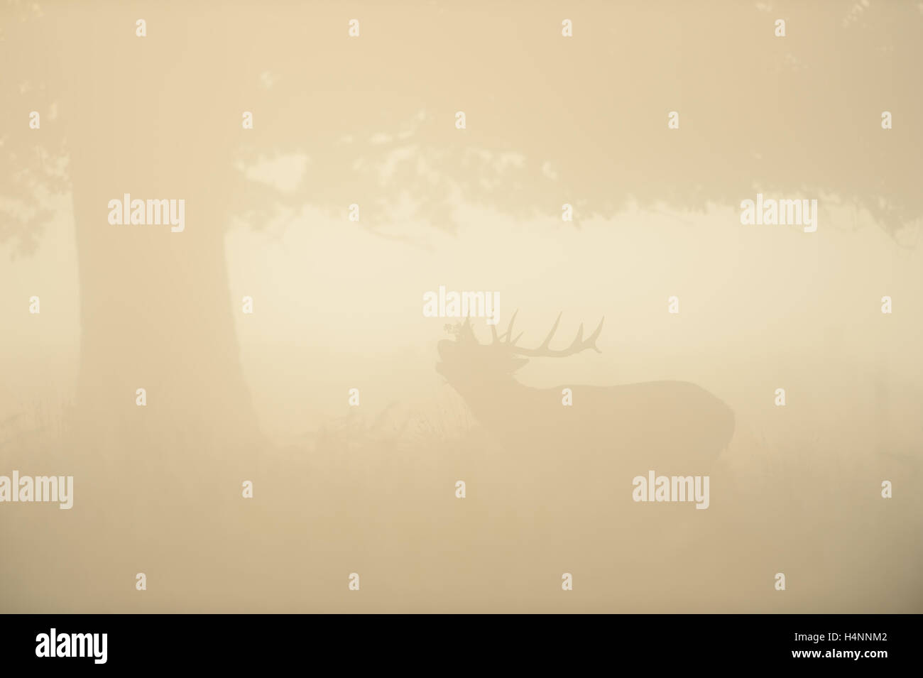 Red Deer stag appelant dans early misty matin au lever du soleil, Richmond Park, Londres, UK. Banque D'Images