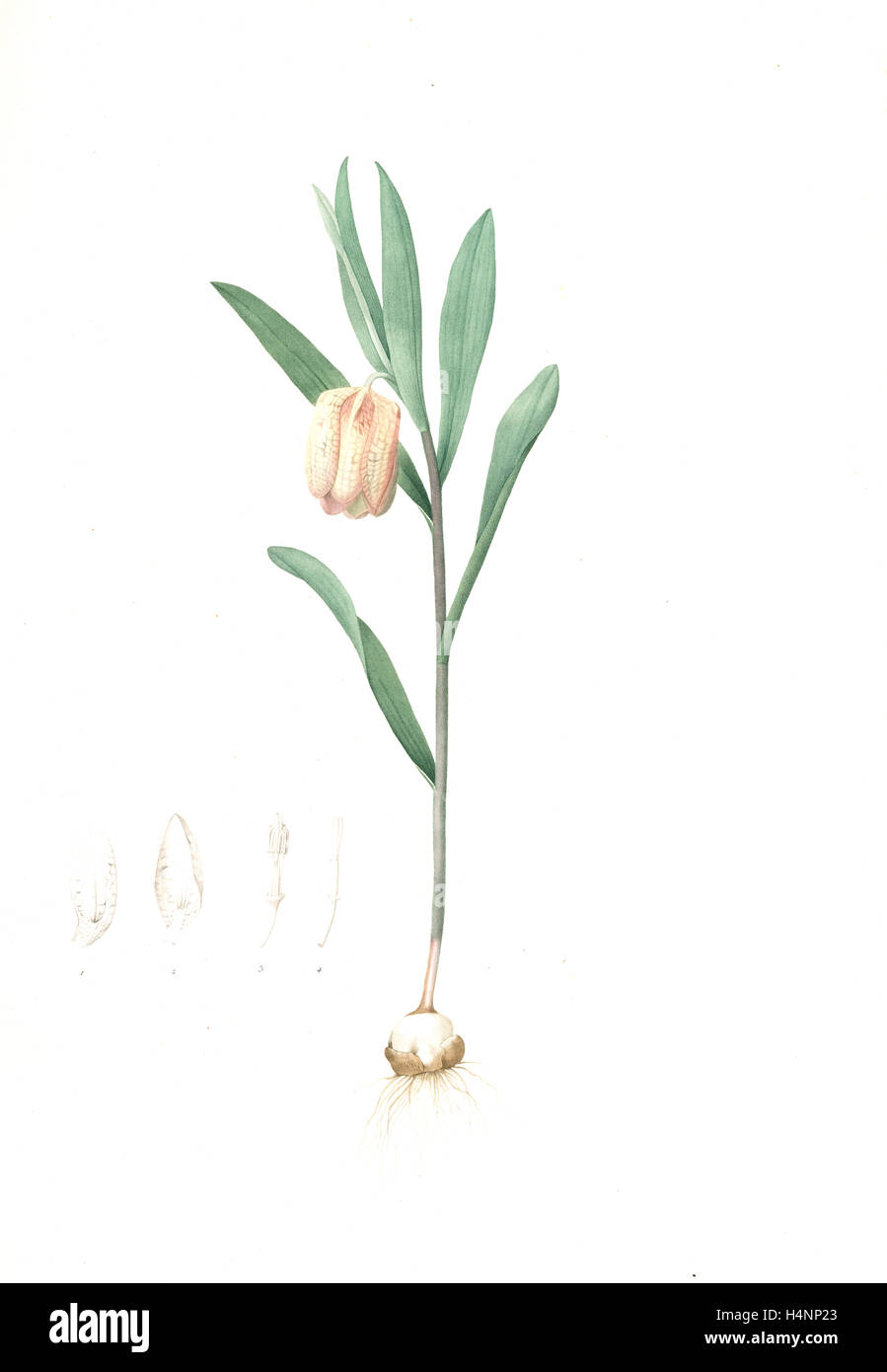 Fritillaria latifolia, fritillaire à grande feuille, Fritillaria à larges feuilles, Redouté, Pierre Joseph, 1759-1840, les liliacees Banque D'Images
