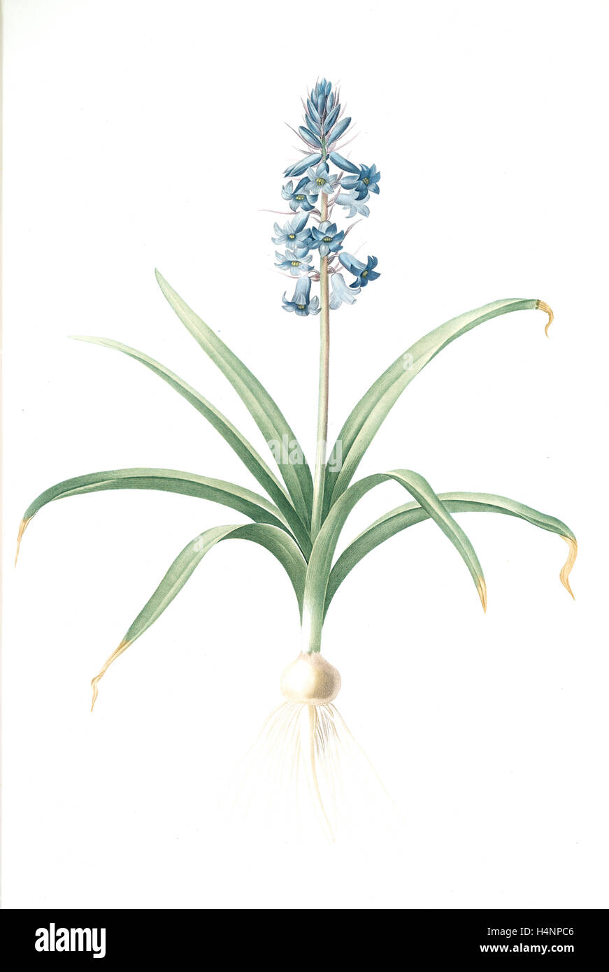 Scilla patula, Scilla hispanica ; Scille étalée ; espagnol Hyacinthe, Redouté, Pierre Joseph, 1759-1840, les liliacees, 1802 - 1816 Banque D'Images