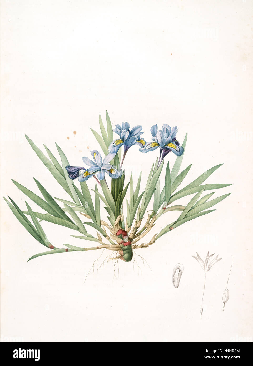 Iris cristata, Iris à Crète ; Dwarf Crested Iris, Redouté, Pierre Joseph, 1759-1840, les liliacees, 1802 - 1816 Banque D'Images