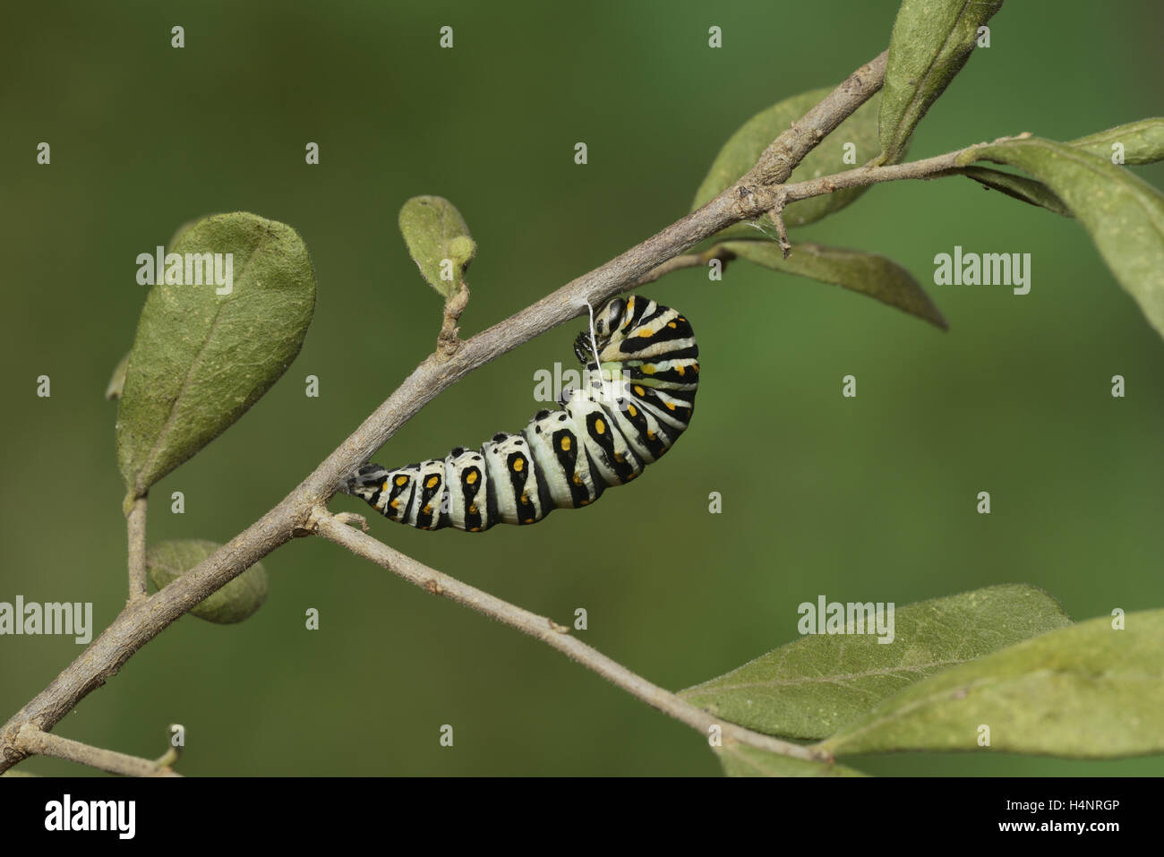 Black Papilio polyxenes), Caterpillar se nymphoser dans chrysalis, série , Hill Country, Texas, États-Unis Banque D'Images