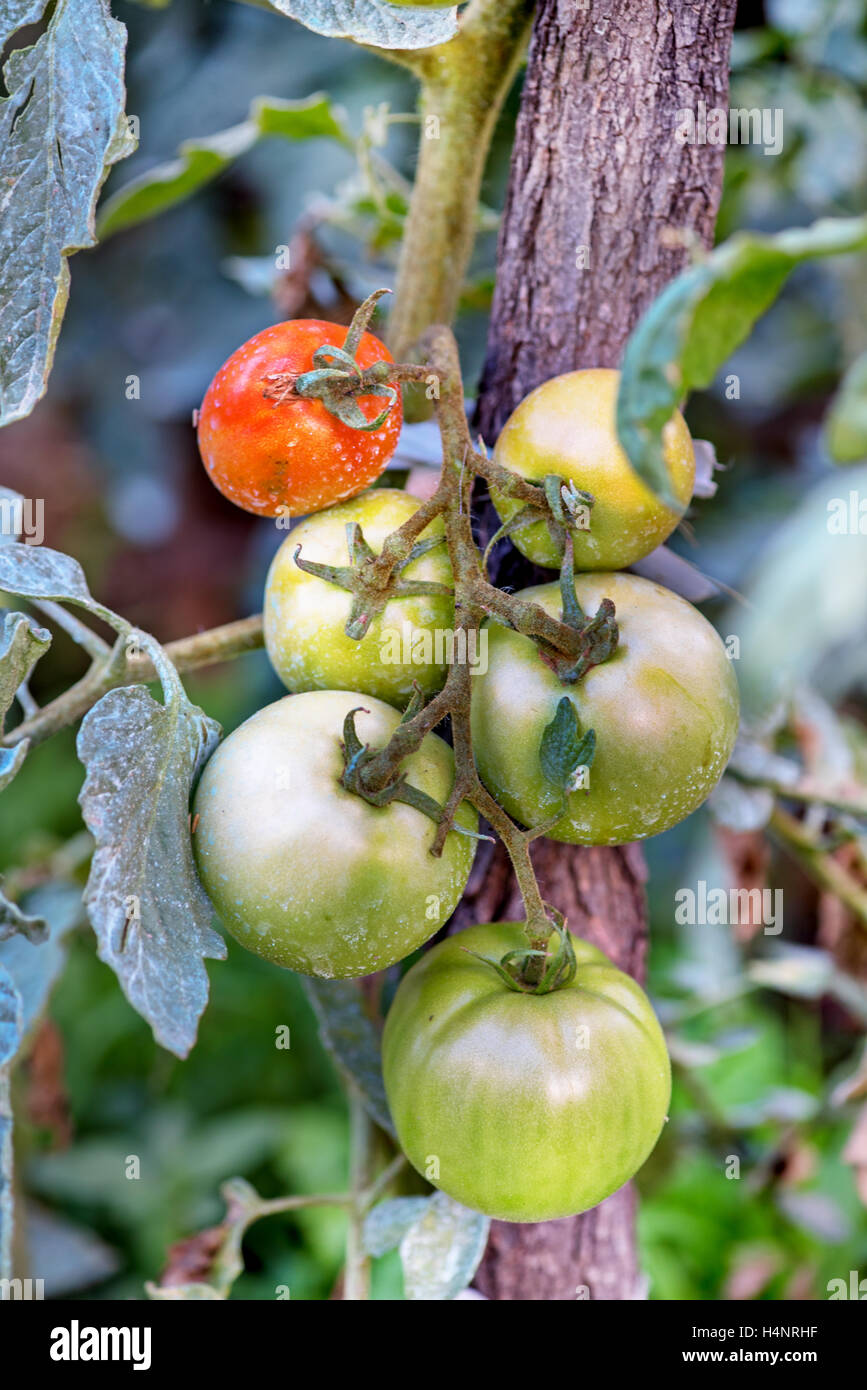 Les tomates dans la serre avec le mûrissement des fruits. Le rougissement tomates sur une branche. Banque D'Images