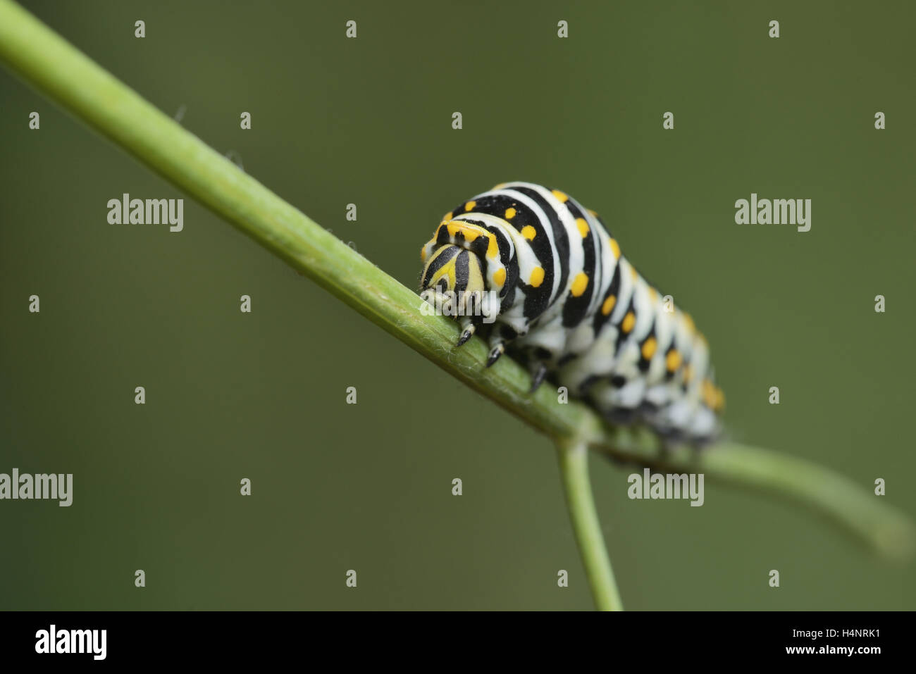 Black Papilio polyxenes), Caterpillar manger sur la plante hôte de fenouil (Foeniculum vulgare), Hill Country, Texas, États-Unis Banque D'Images