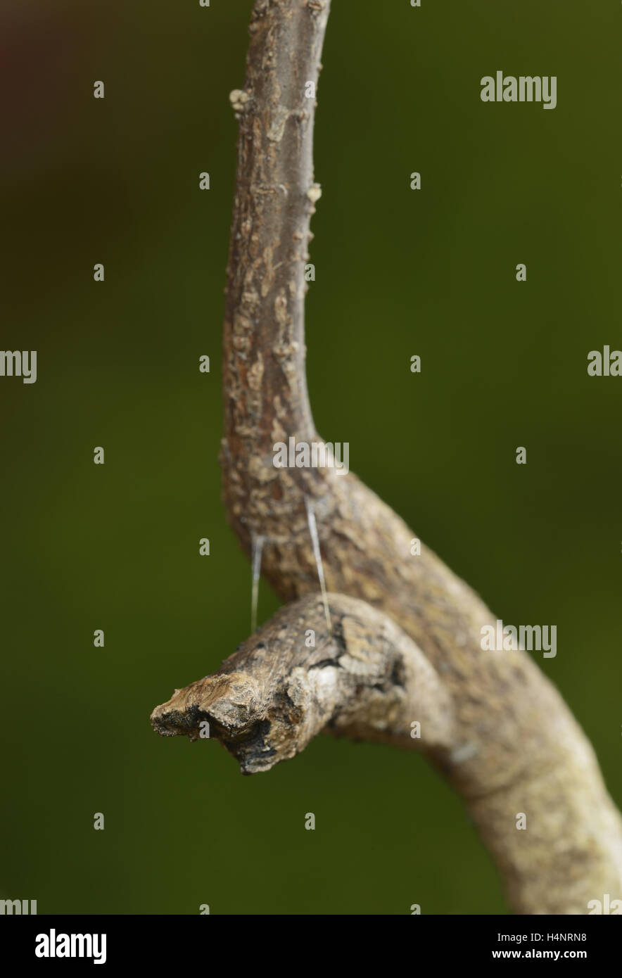 Grand porte-queue (Papilio cresphontes), Chrysalis, branche cassée par mimétisme, Hill Country, Texas, États-Unis Banque D'Images