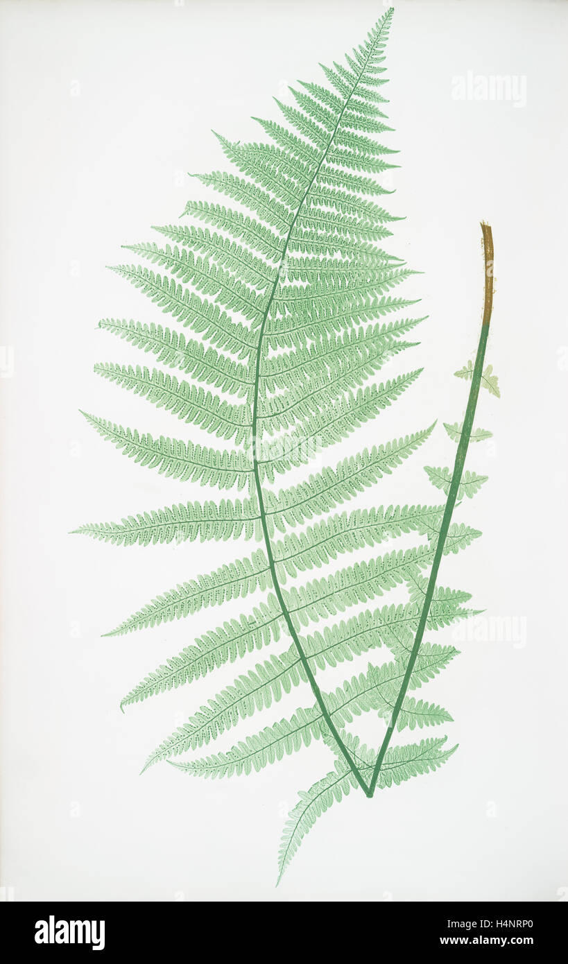 Oreopteris Lastrea. La montagne buckler fern, Bradbury, Henry Riley (1821-1887), (illustrateur), 1857, de fougères de Grande-Bretagne Banque D'Images