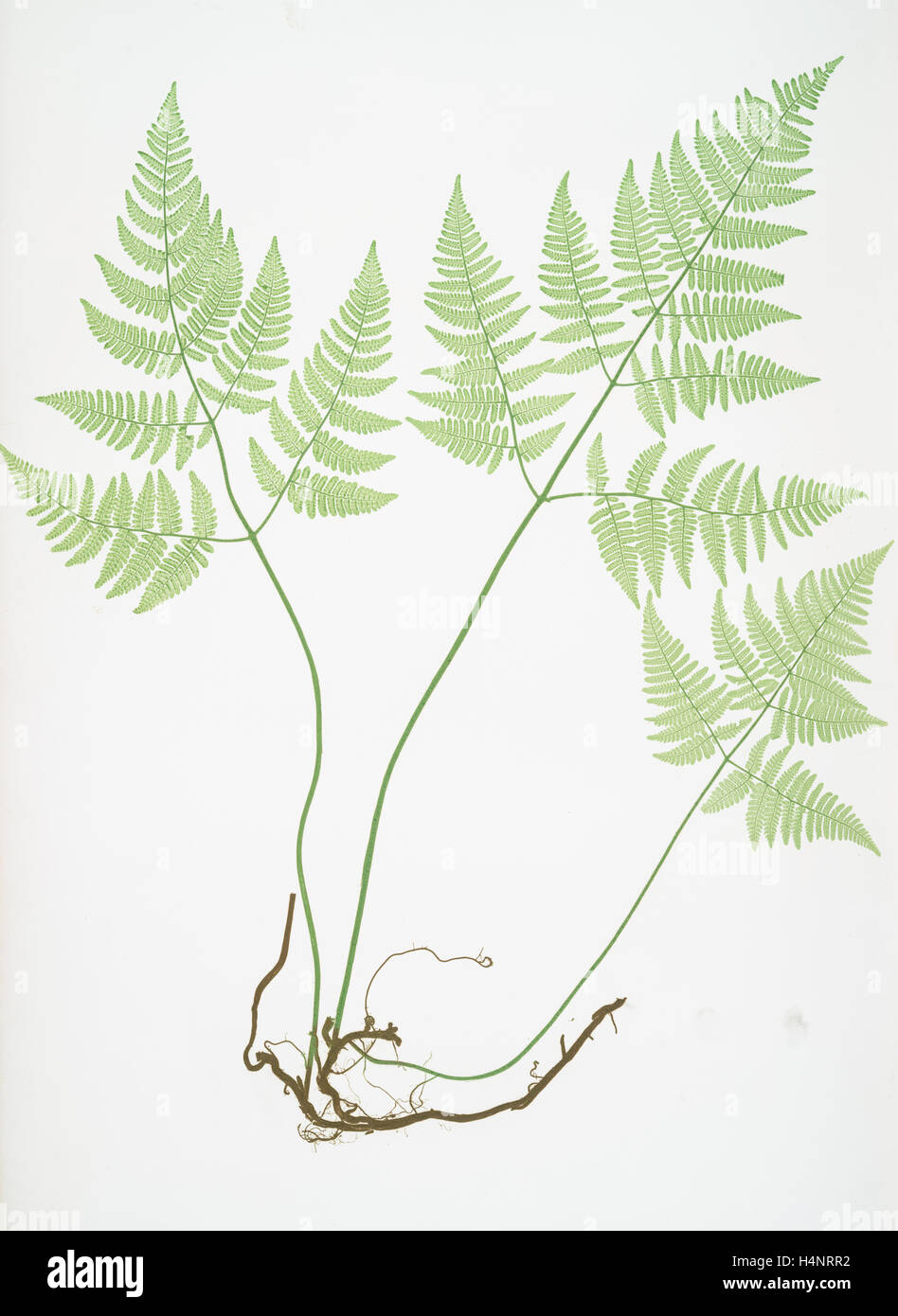 Polypodium Robertianum. Le calcaire polypod, Bradbury, Henry Riley (1821-1887), (illustrateur), 1857, de fougères de Grande-Bretagne Banque D'Images