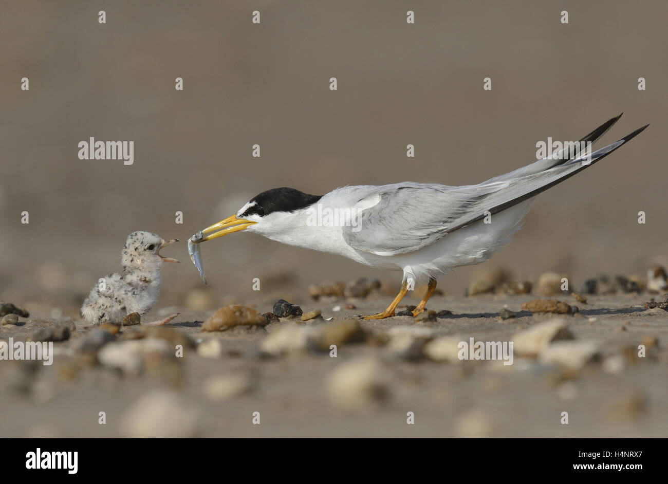 Moins de Dougall (Sterna antillarum), alimentation adultes jeunes nouvellement éclos avec des poissons proies, Port Isabel, Laguna Madre, South Padre Island, Banque D'Images