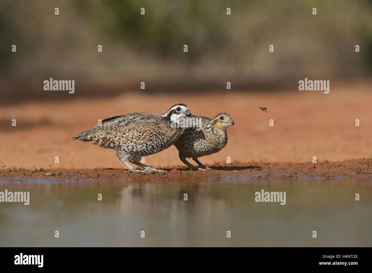 Colin de Virginie (Colinus virginianus), paire de boire à l'étang, vallée du Rio Grande du Sud, Texas, Texas, États-Unis Banque D'Images
