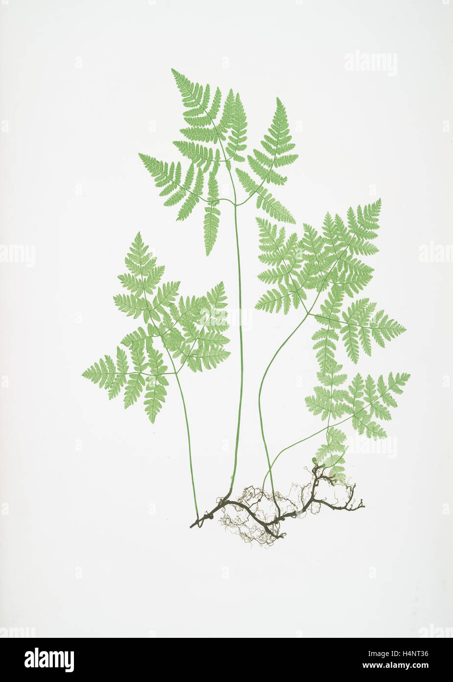 Polypodium Dryopteris. Le bon trois branches, ou le polypode fougère Chêne, Bradbury, Henry Riley (1821-1887), (illustrateur), 1857 Banque D'Images