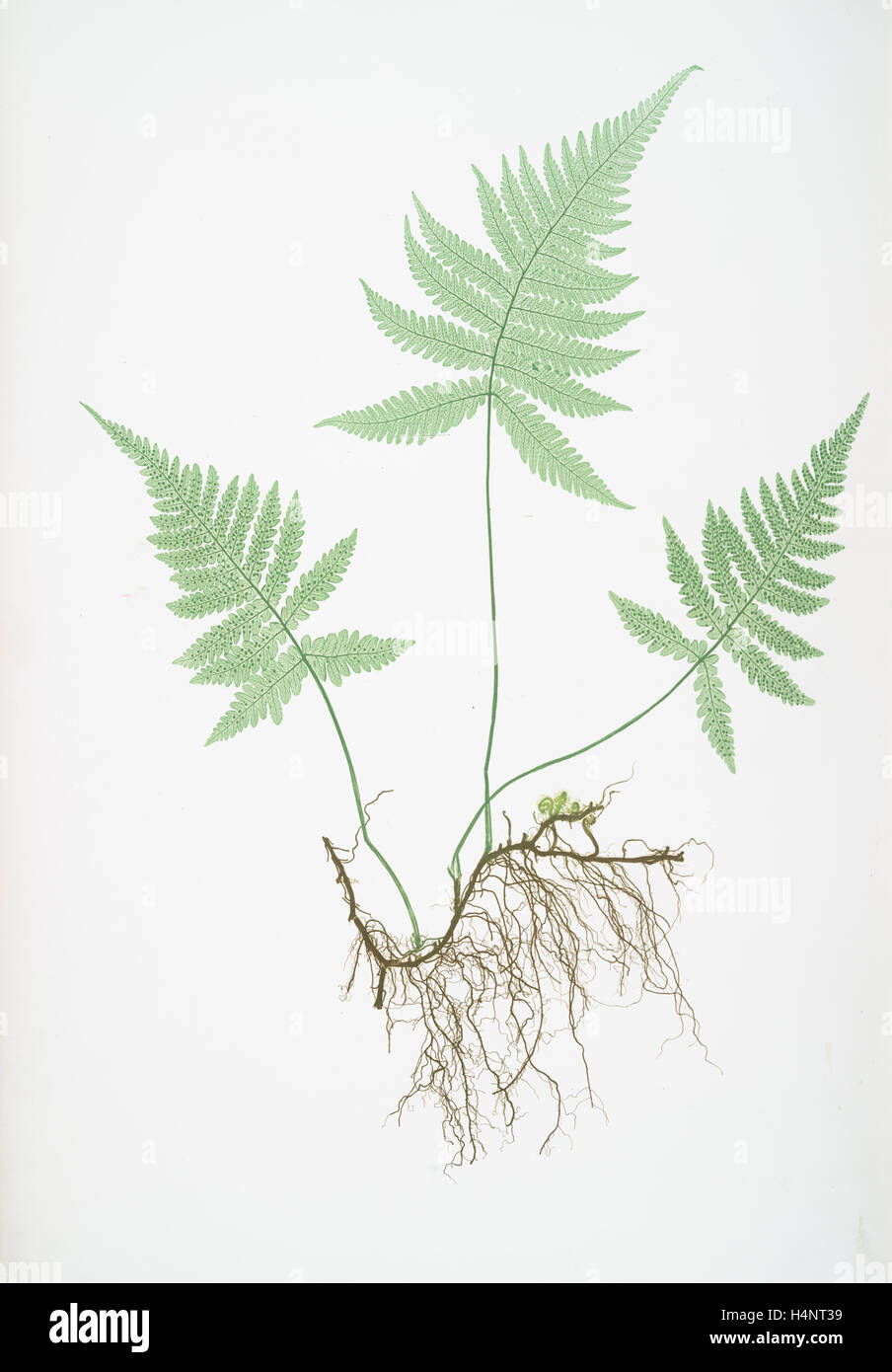 Polypodium Phegopteris. La montagne, le polypode fougère ou hêtre, Bradbury, Henry Riley (1821-1887), (illustrateur), 1857, de fougères Banque D'Images