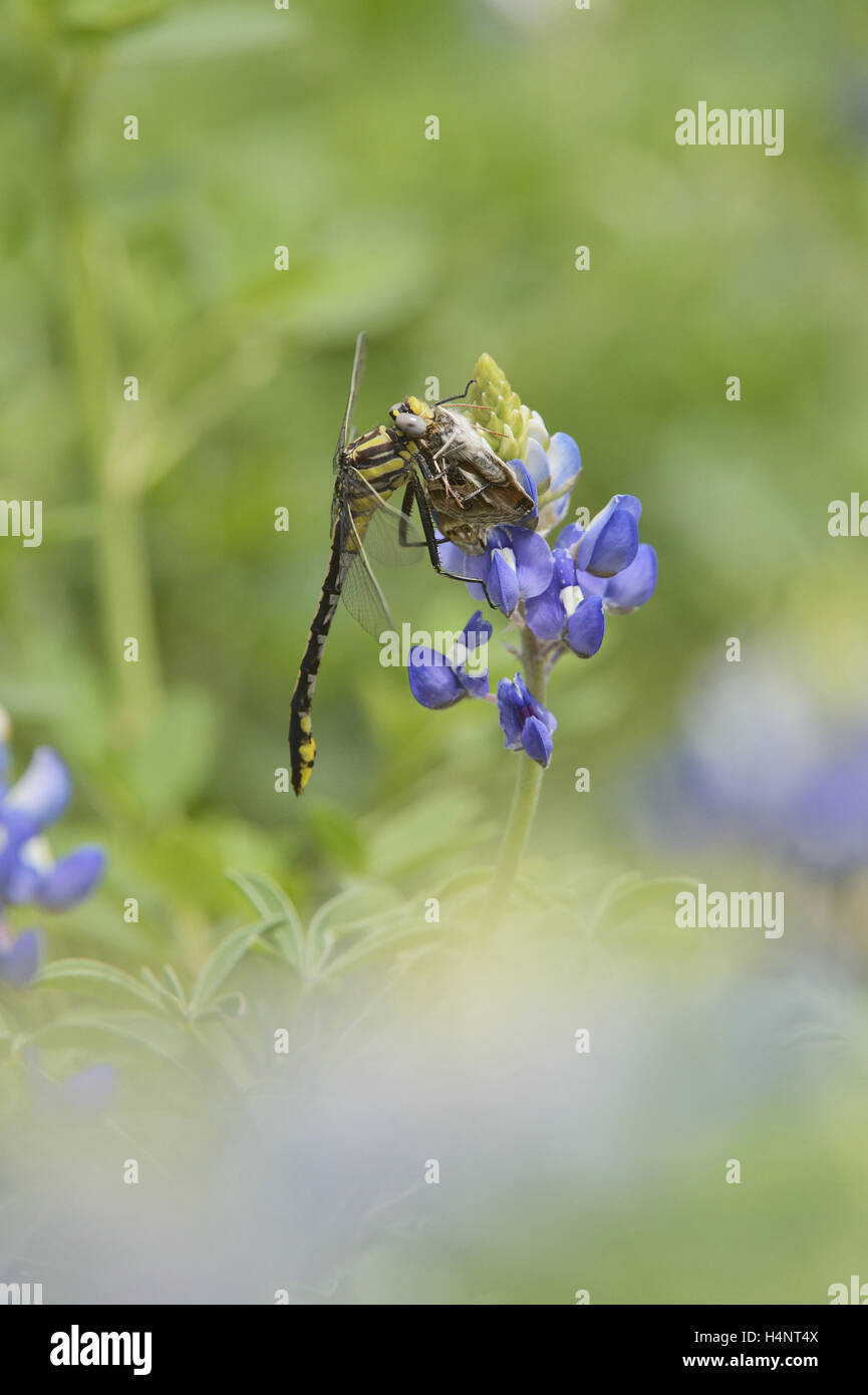 Gomphe des plaines (Gomphus externus), adulte perché sur Texas Bluebonnet (Lupinus texensis) avec papillon proie, Texas, États-Unis Banque D'Images